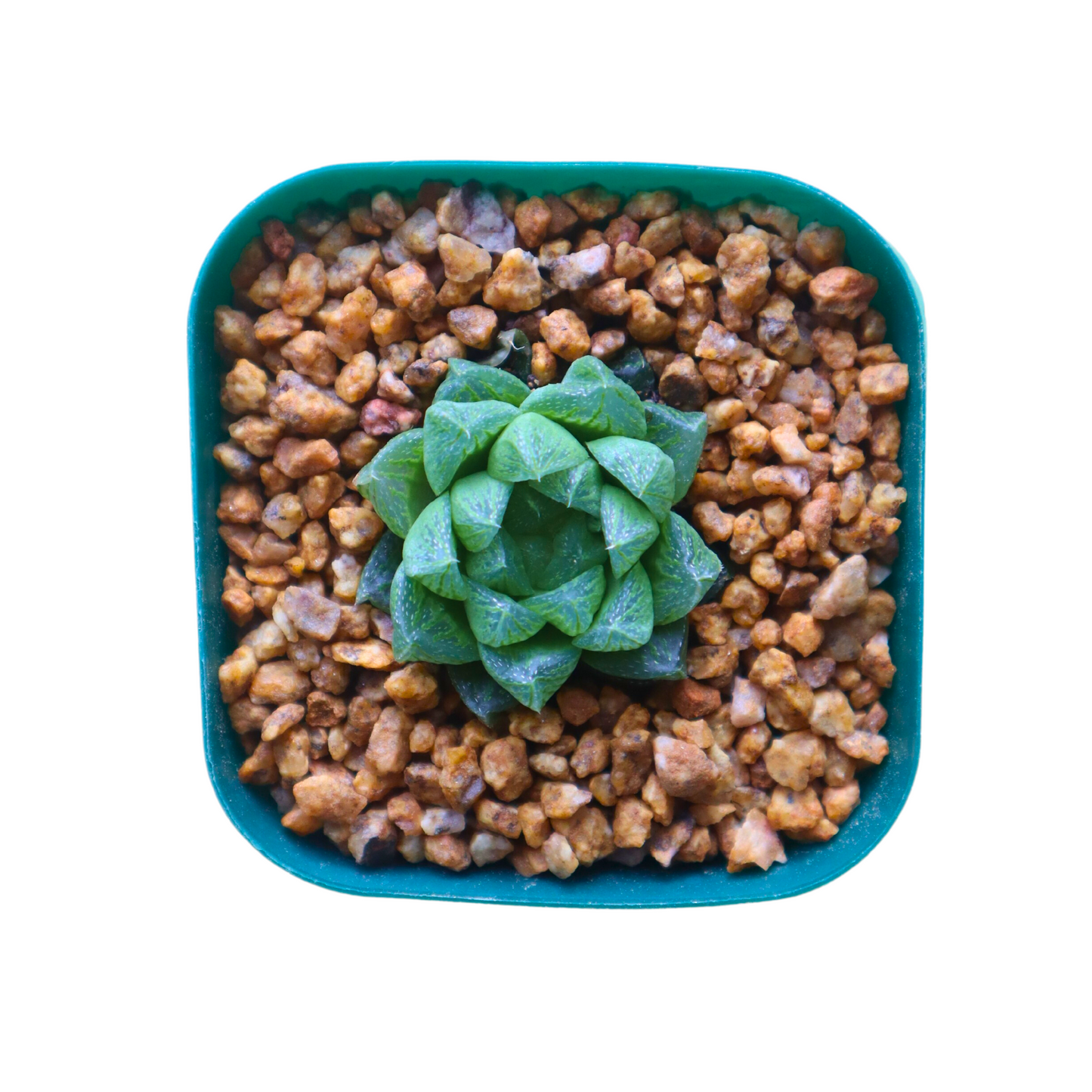 Haworthia Obtusa Hybrid