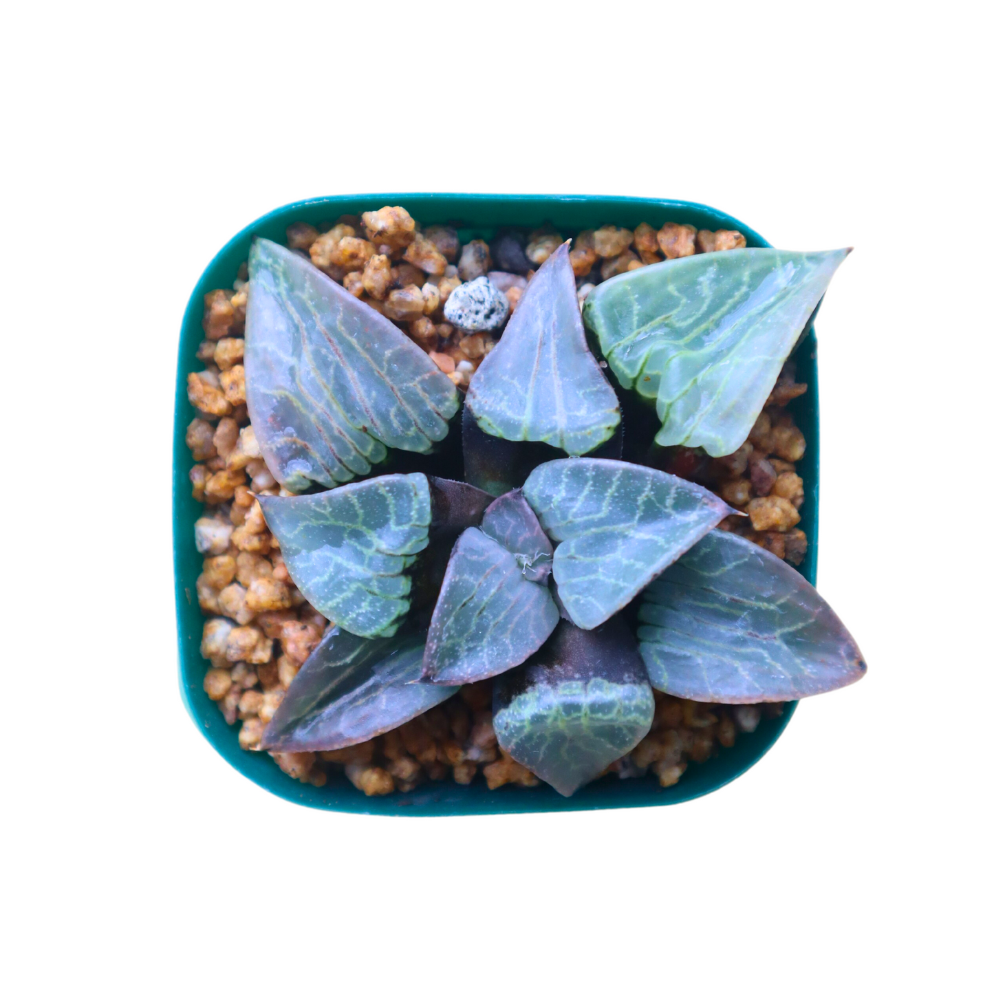 Haworthia Moon Shadow