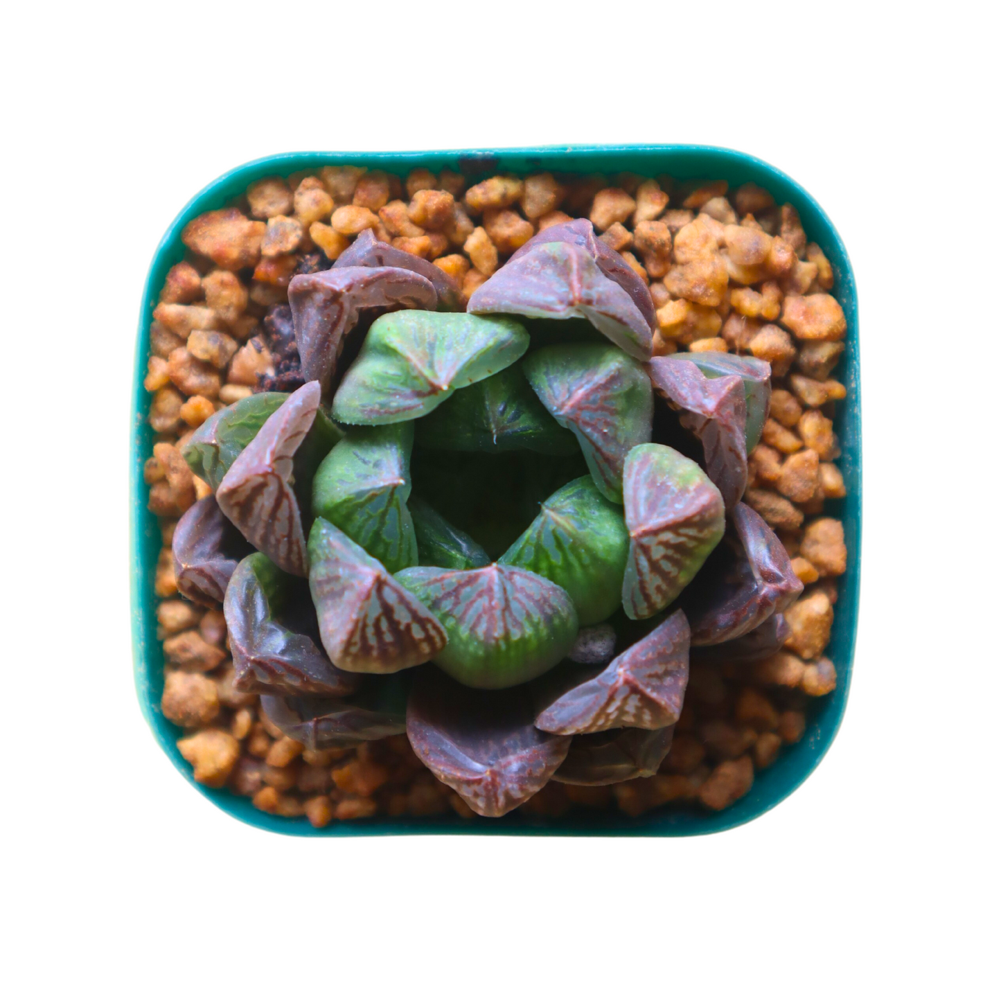 Haworthia Obtusa x Japan