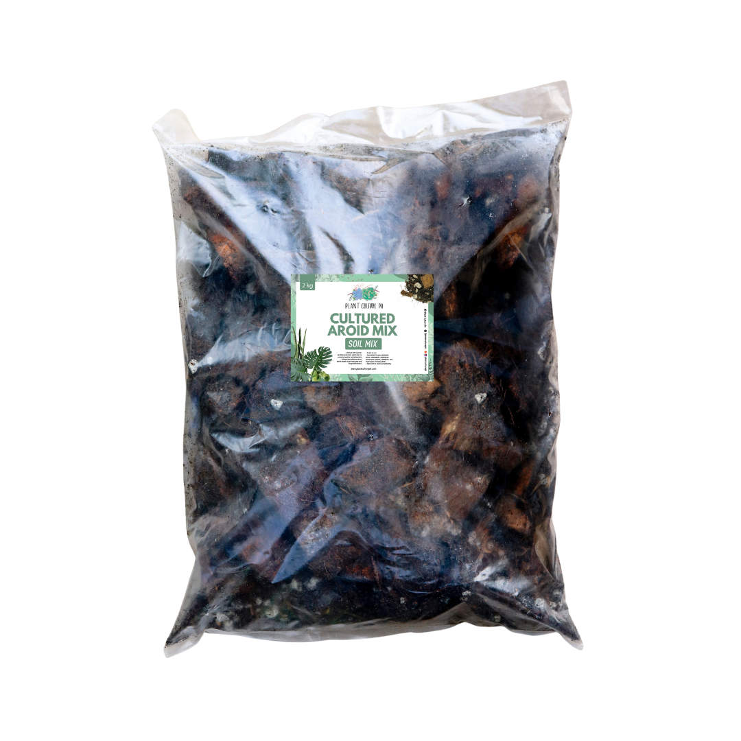 Cultured Aroid Mix by Plant Culture PH