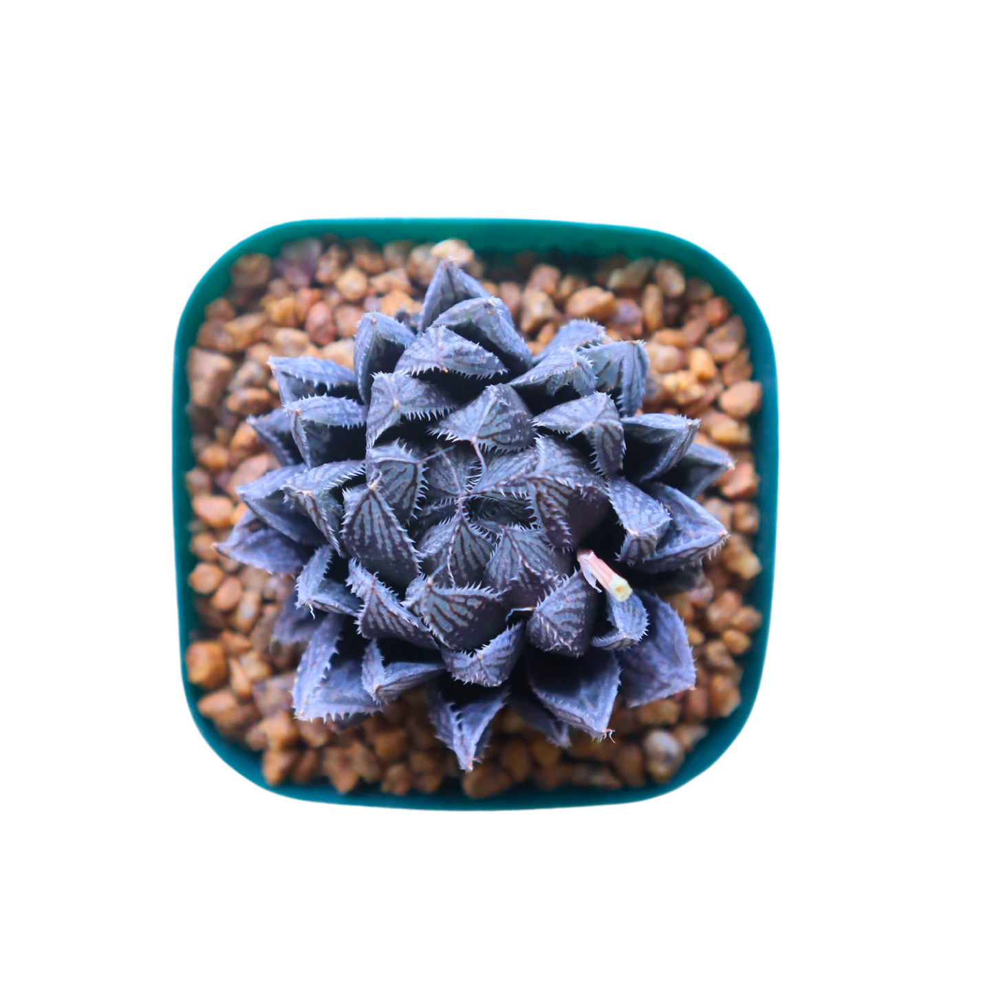Haworthia Mirror Ball