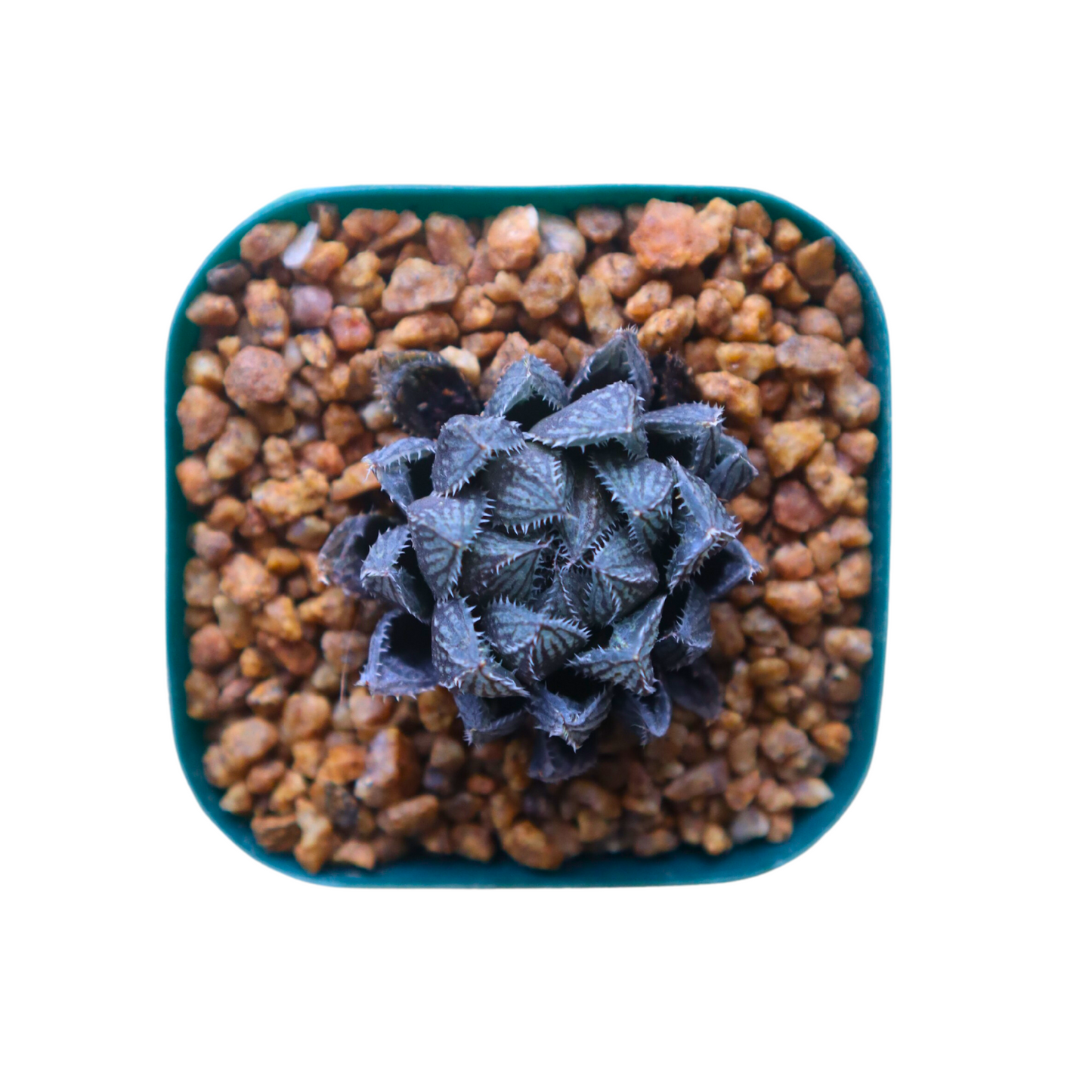 Haworthia Mirror Ball