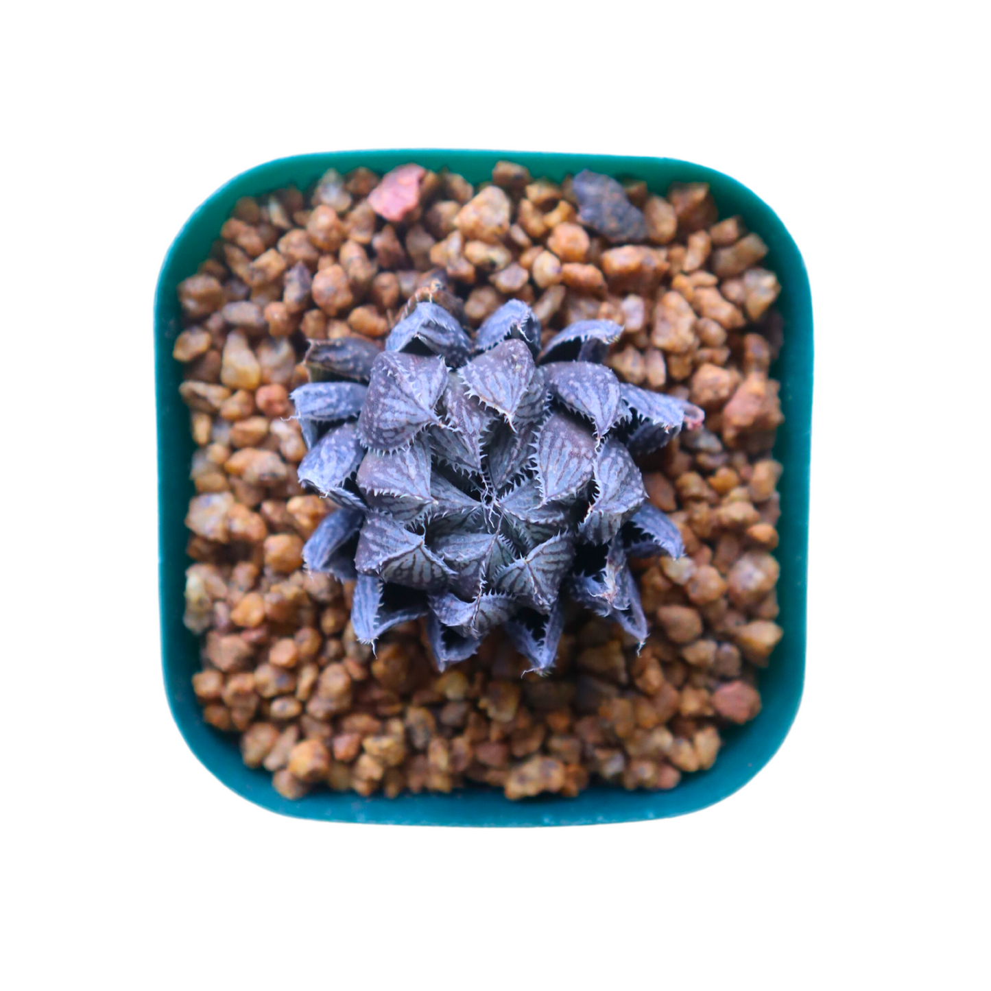 Haworthia Mirror Ball