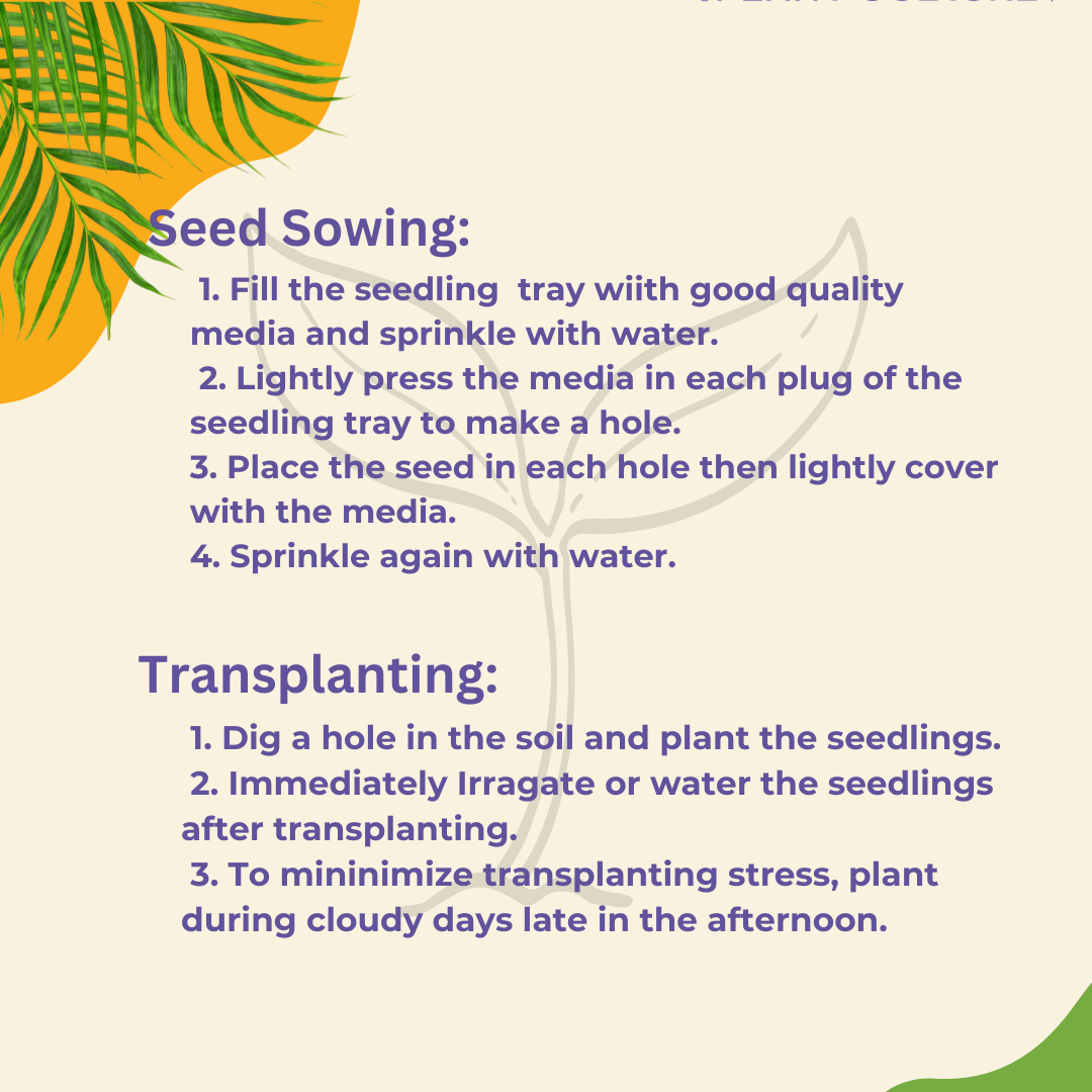 Home Garden Seeds Waxy Corn (Approx 90 Seeds) 20g