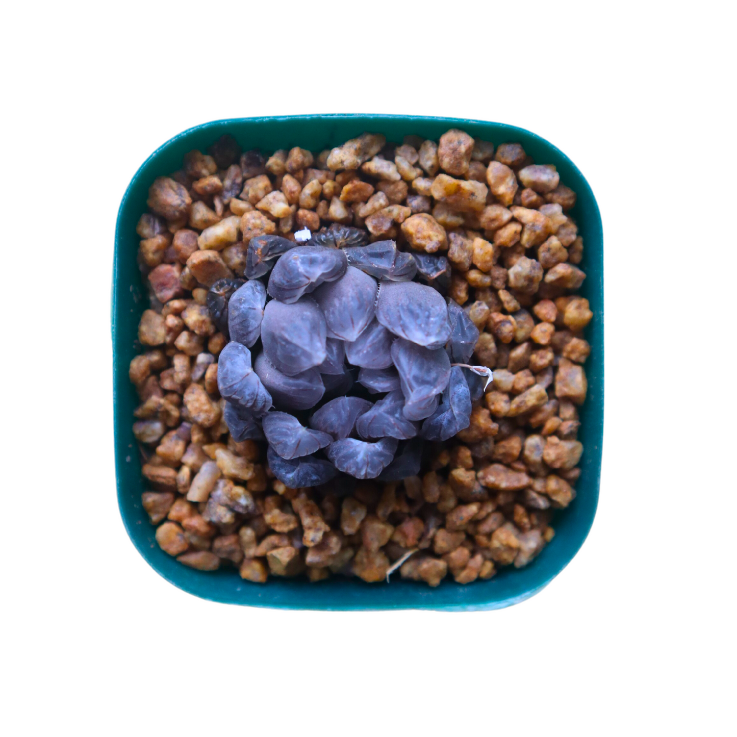 Haworthia Murasaki OB