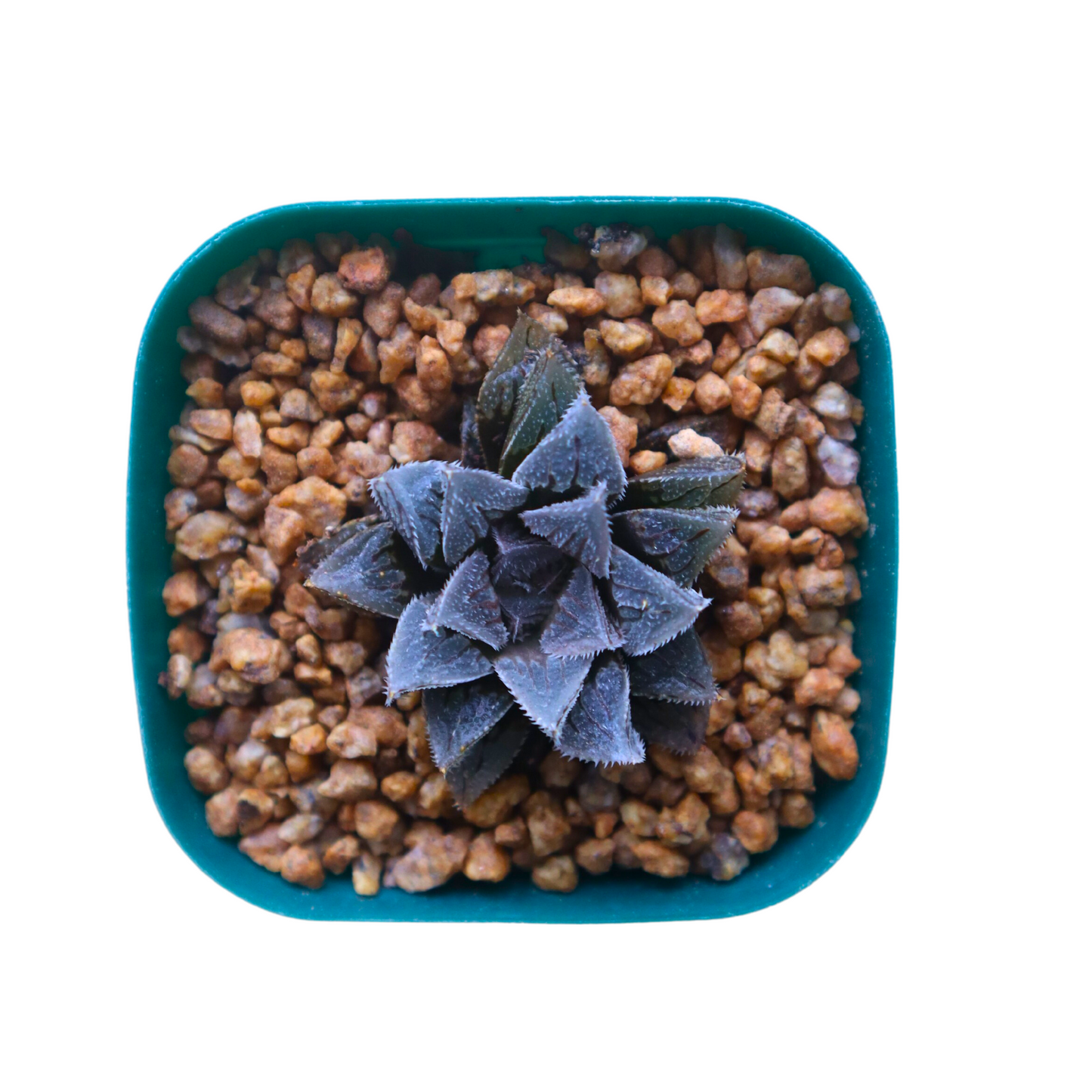 Haworthia Brown Sugar