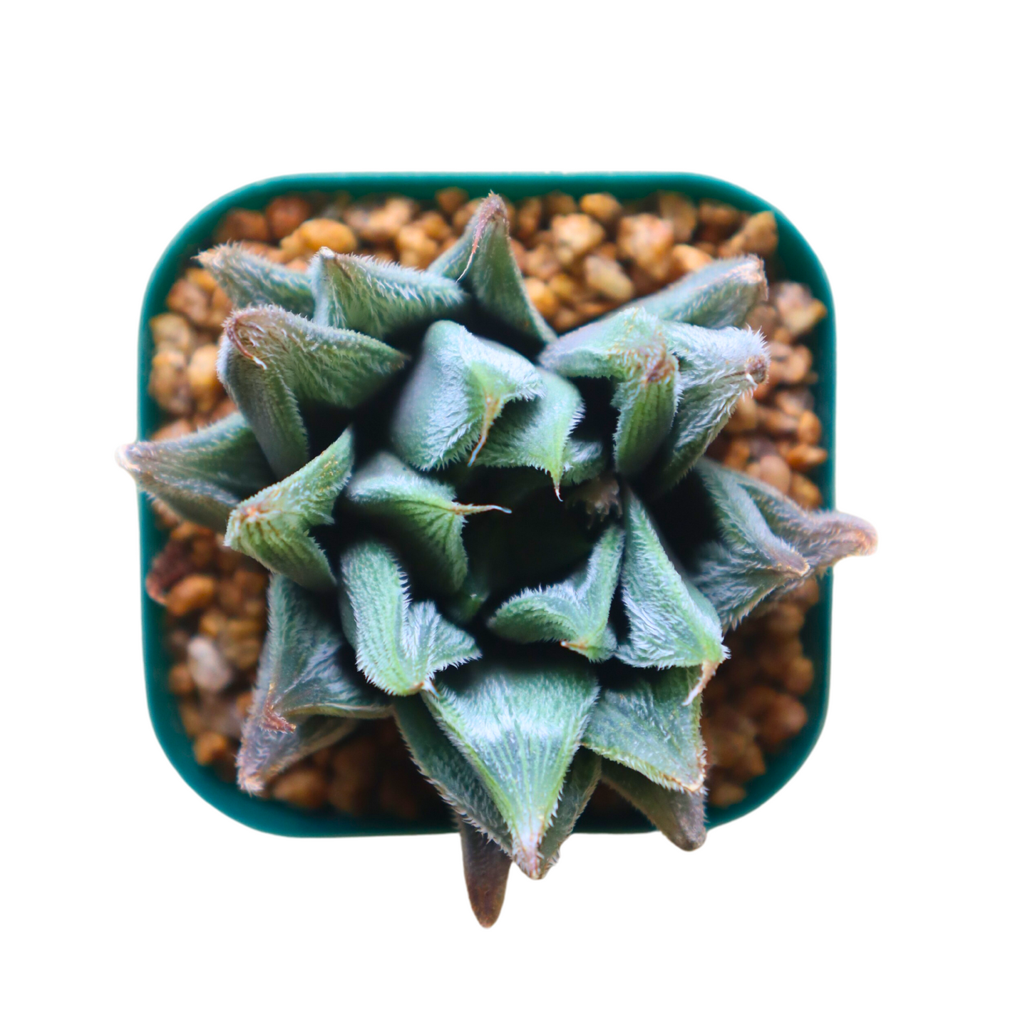 Haworthia White Fox