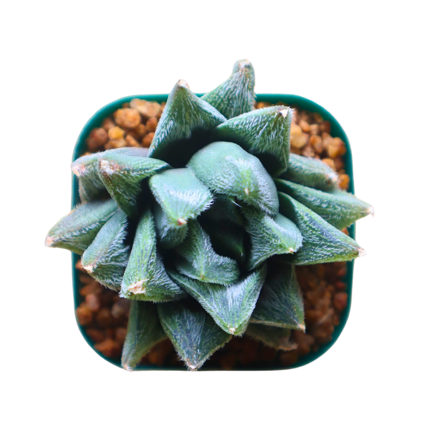 Haworthia White Fox