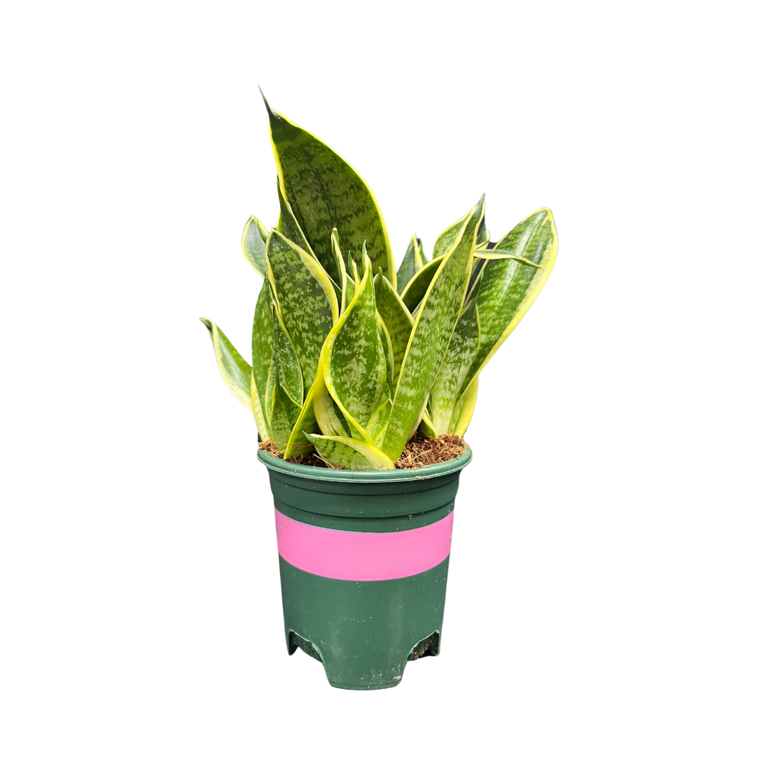 snake plant ph Sansevieria Golden Telli – Plant Culture PH