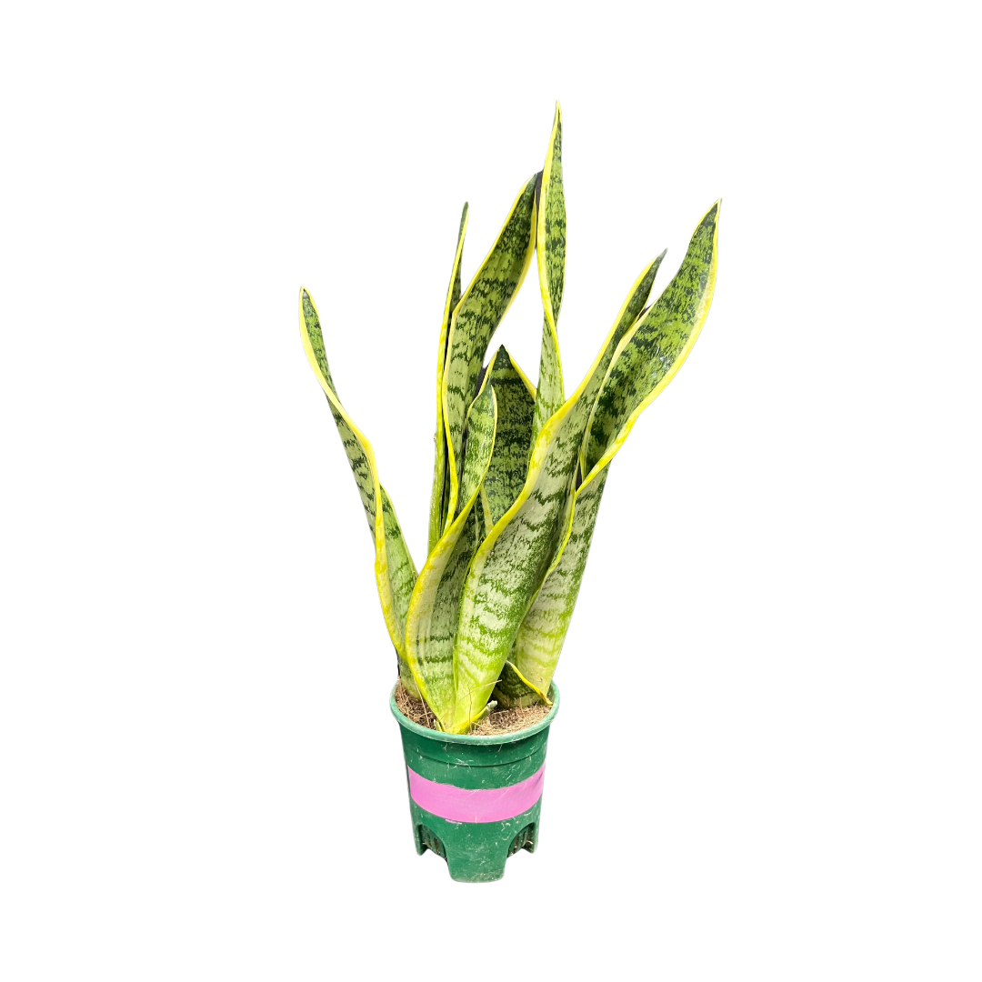 Sansevieria trifasciata 'Laurentii' en Baq Opus Hammered main image 1
