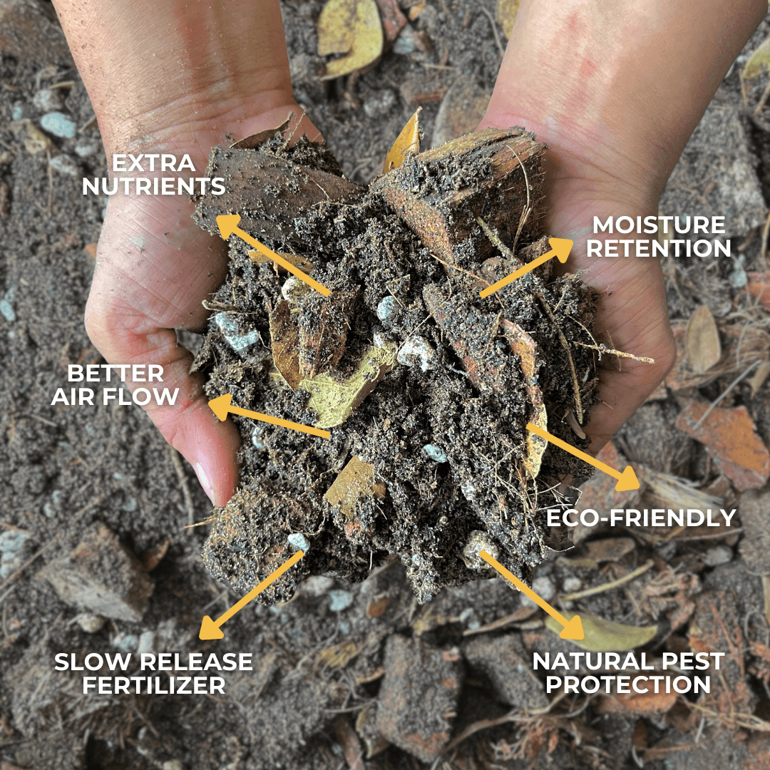 Cultured Aroid Mix by Plant Culture PH