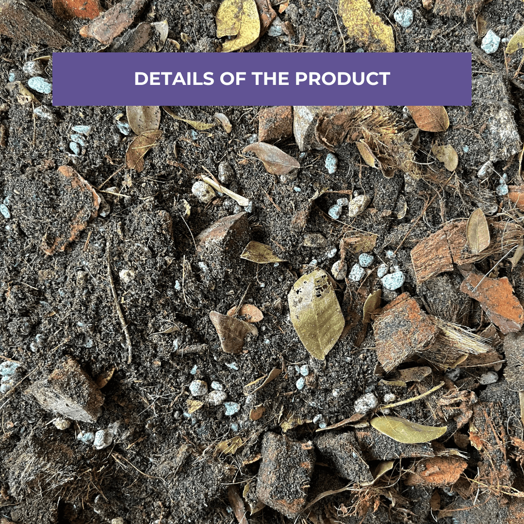 Cultured Aroid Mix by Plant Culture PH