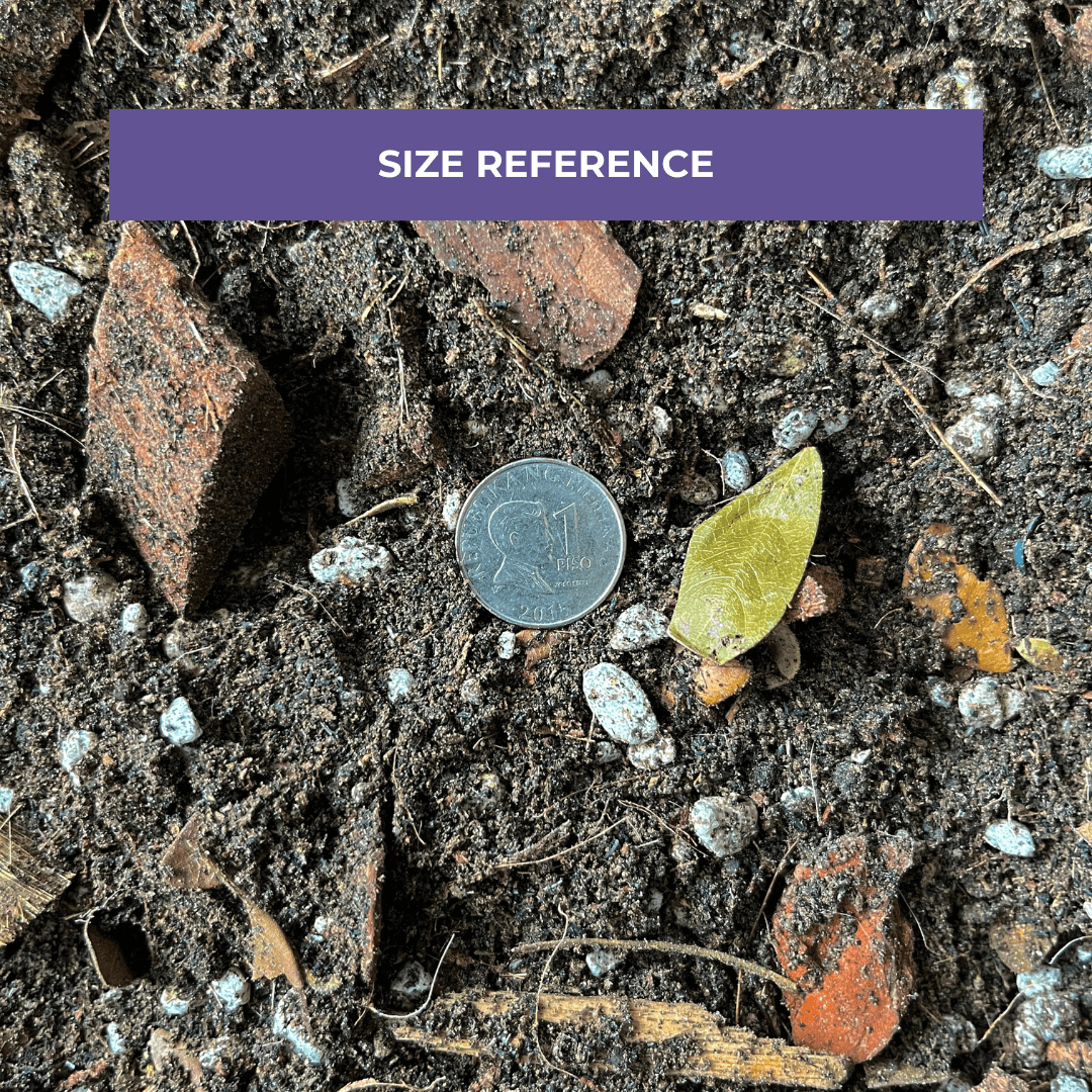 Cultured Aroid Mix by Plant Culture PH