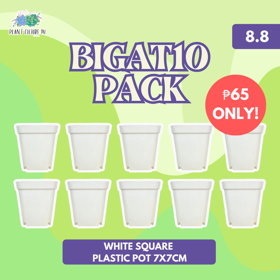 Plant Culture BIGAT10 Pack White Square Plastic Pot 7x7cm 10pcs