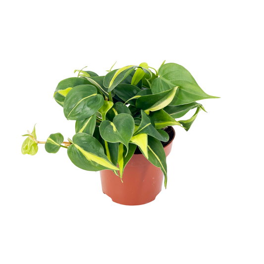 Philodendron Brasil (Heartleaf Philodendron)