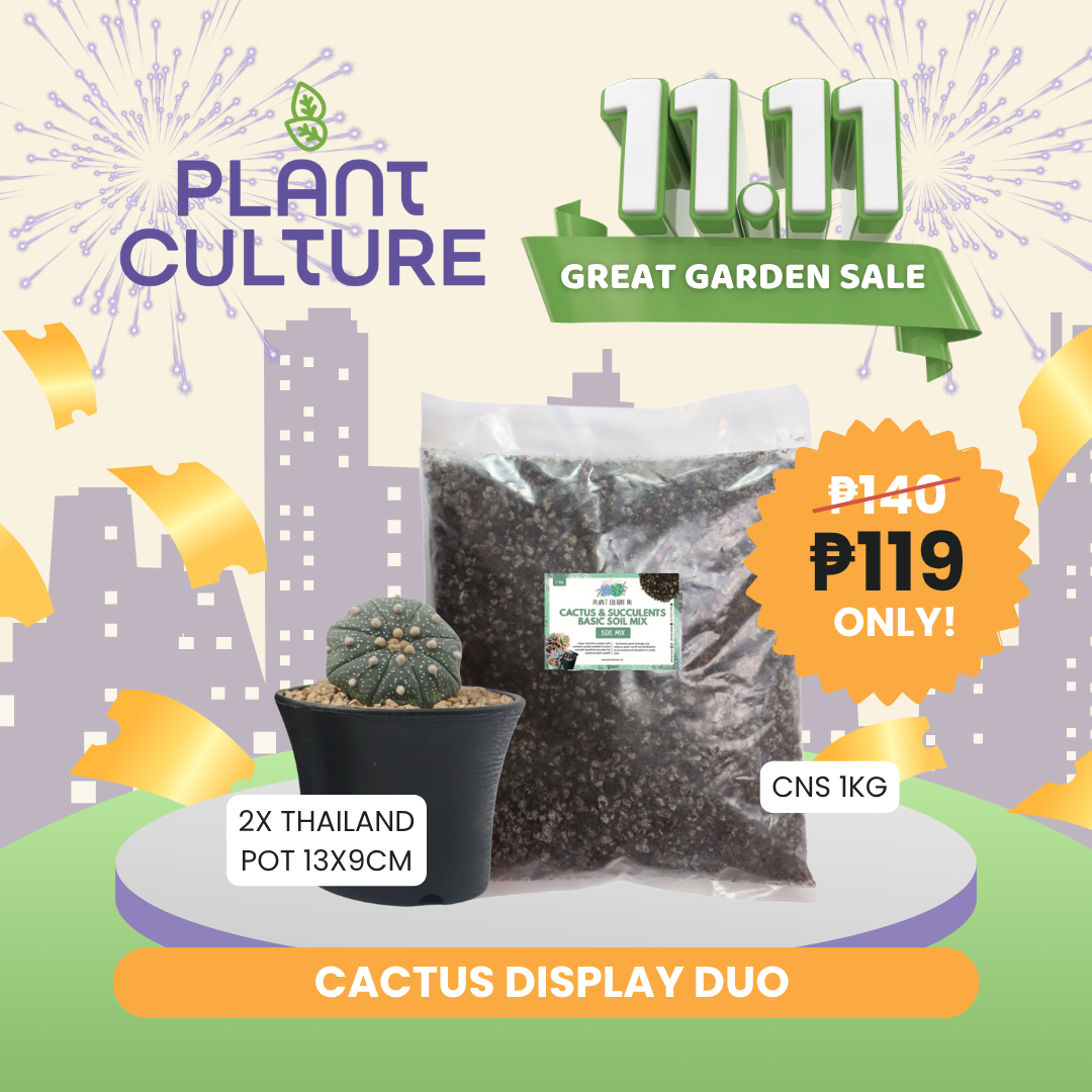 Bundle - Cactus Display Duo | 1kg CNS + 2pcs 13x9 Black Thailand Pot