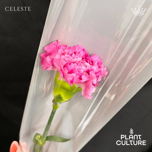 Celeste Fresh Pink Carnation 1pc Imported Flower Bouquet