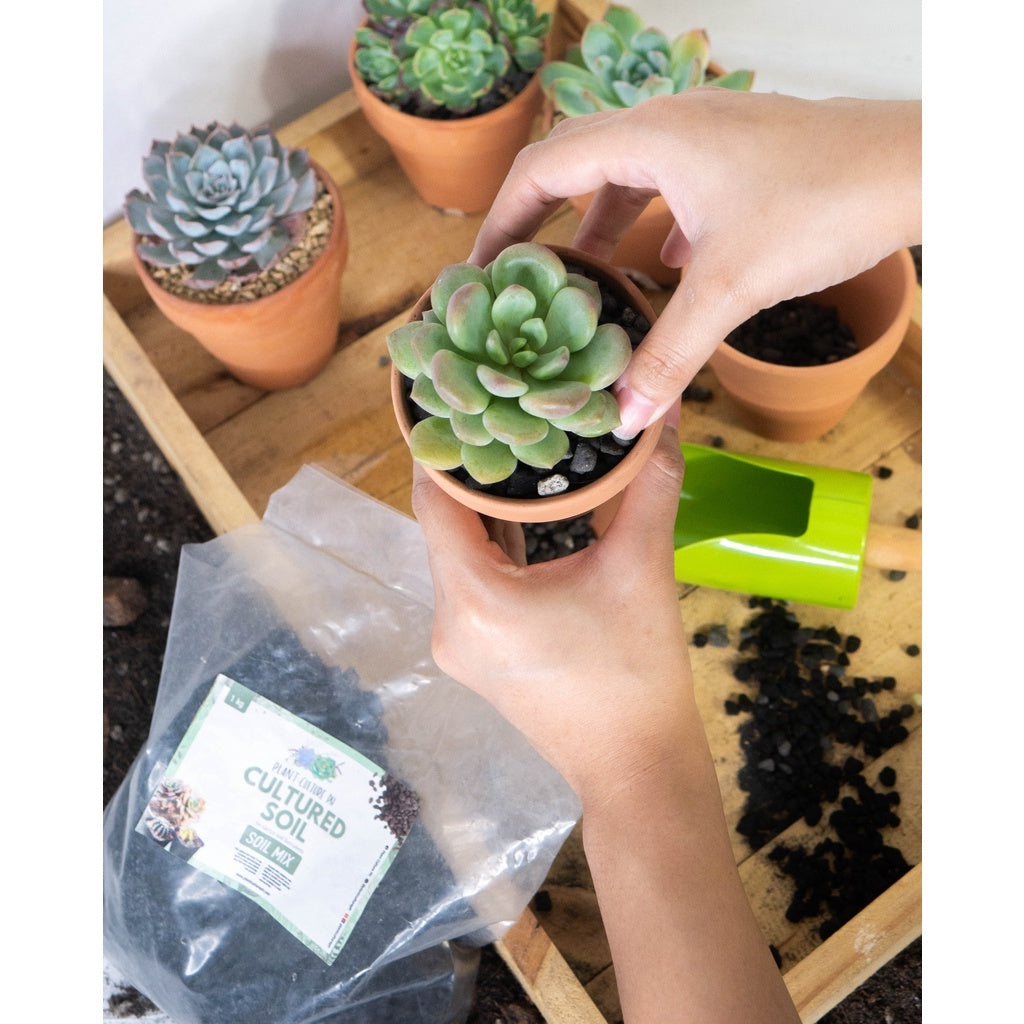Cultured Soil For Cactus And Succulents 5Kg X 4 Bundle