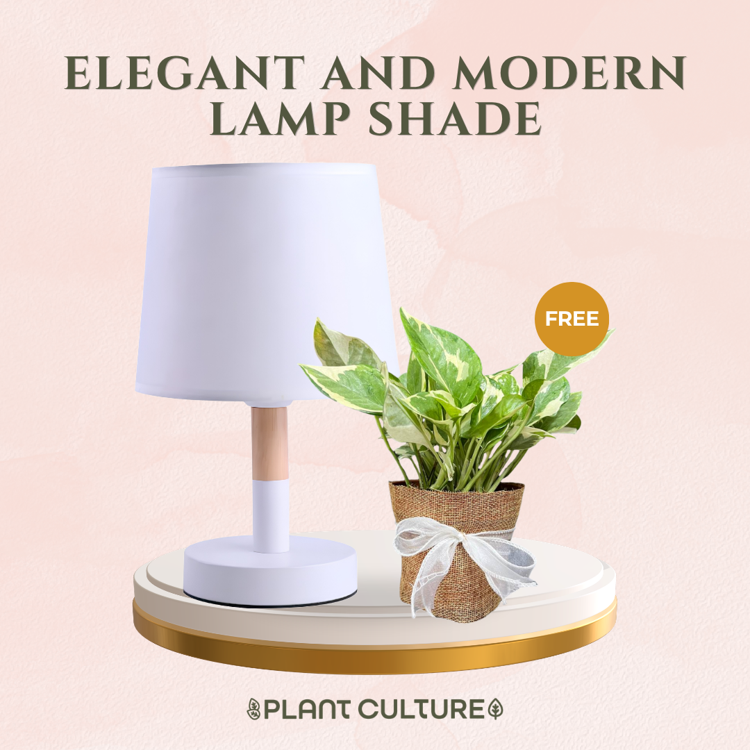 Gift Bundle | NJoy Pothos + Lamps