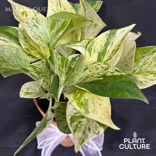 Mother’s Day Gift Bundle | Marble Queen + Lamps