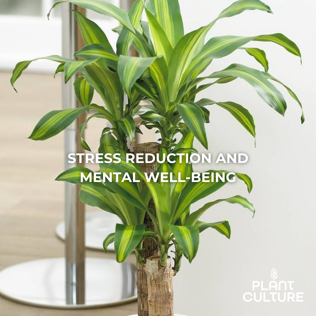 Fortune Plant Dracaena Fragrans