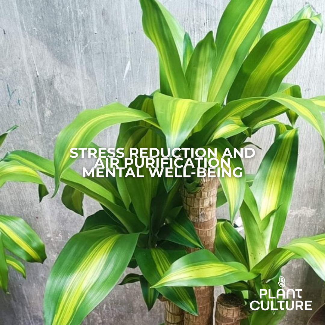 Fortune Plant Dracaena Fragrans