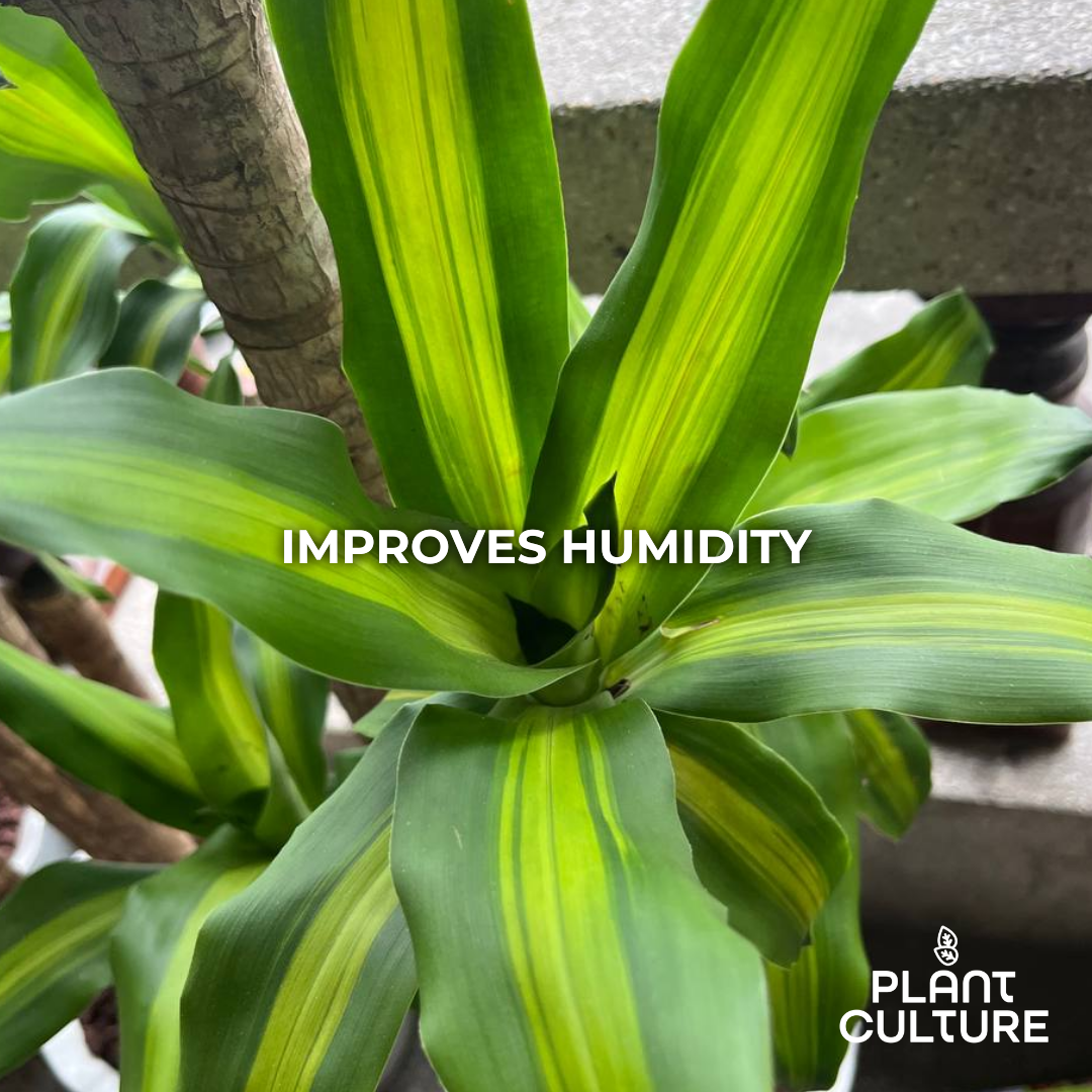 Fortune Plant Dracaena Fragrans