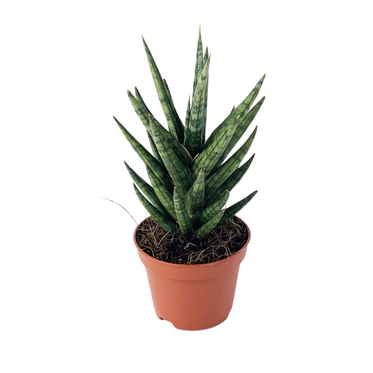 Sansevieria Francissii