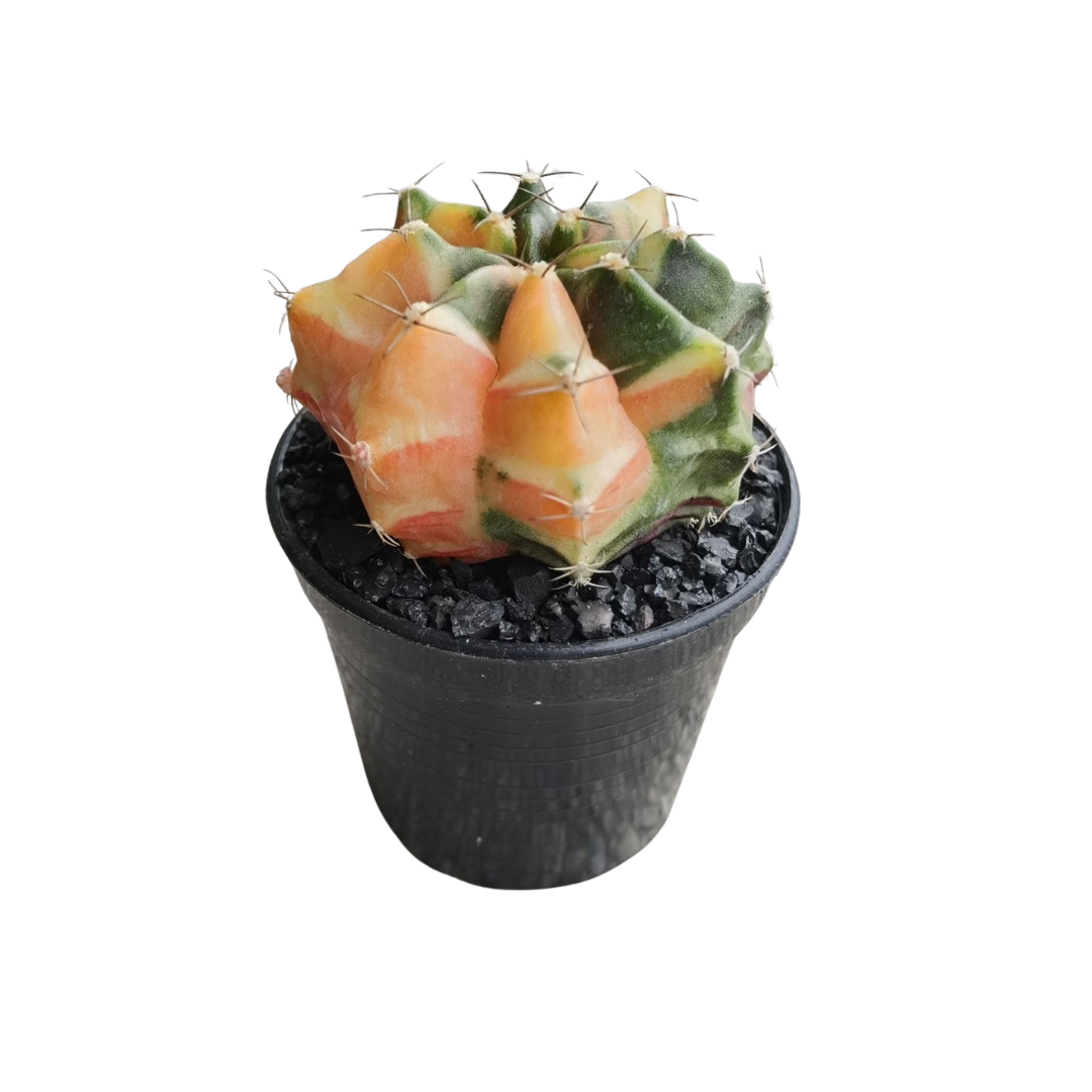 Gymnocalycium # 0146