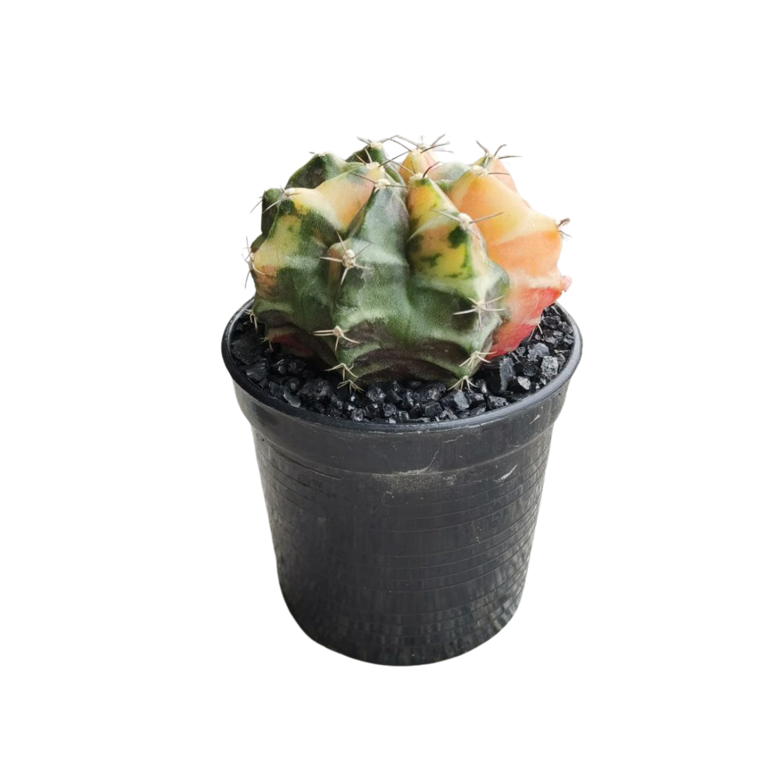 Gymnocalycium # 0146