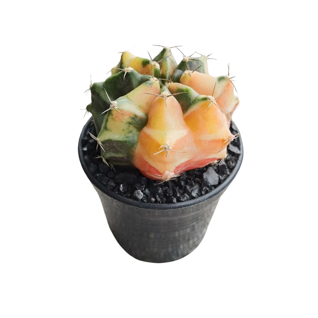 Gymnocalycium # 0146