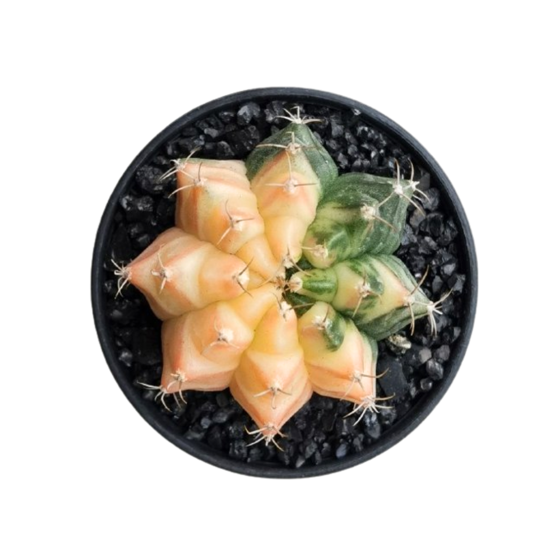 Gymnocalycium # 0148