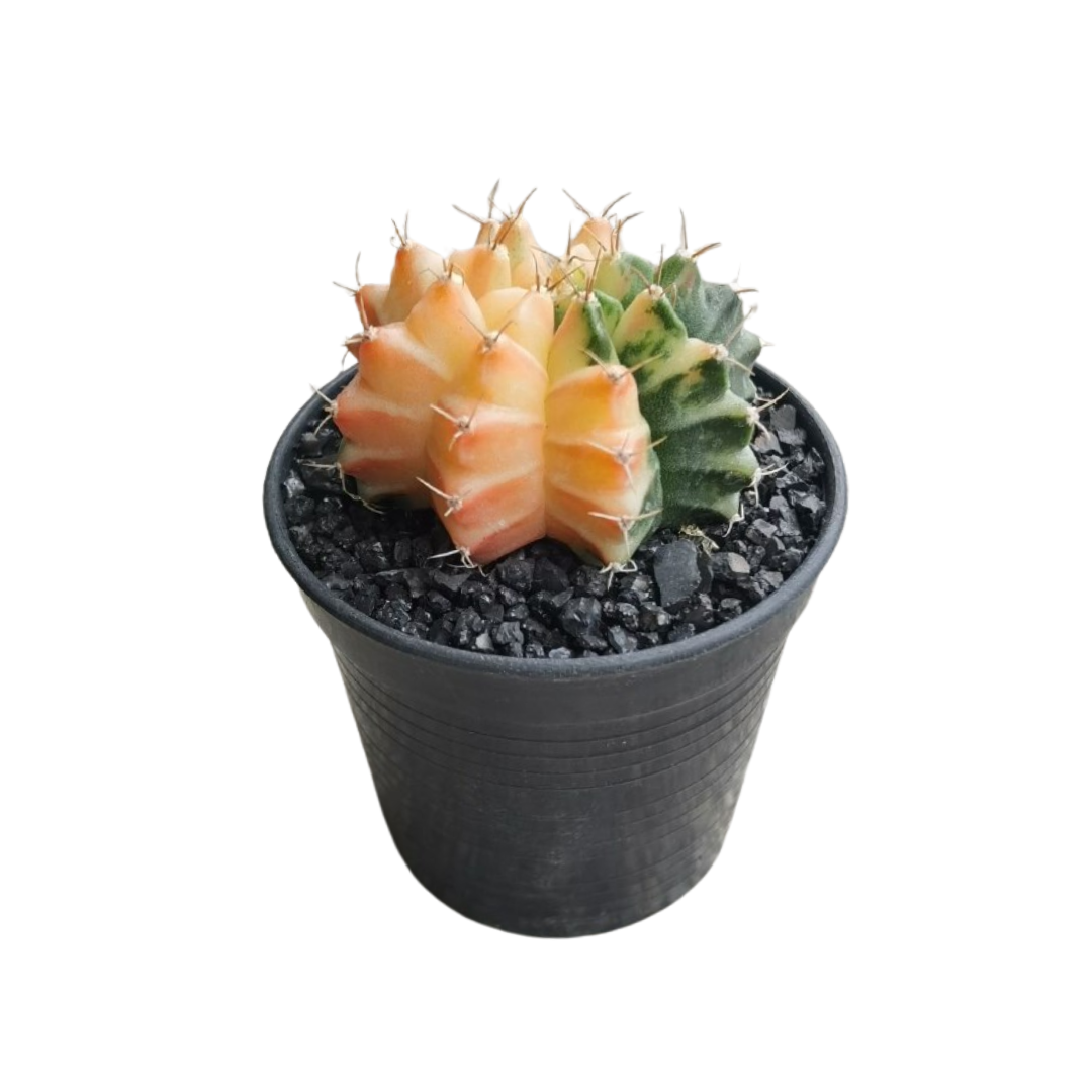 Gymnocalycium # 0148