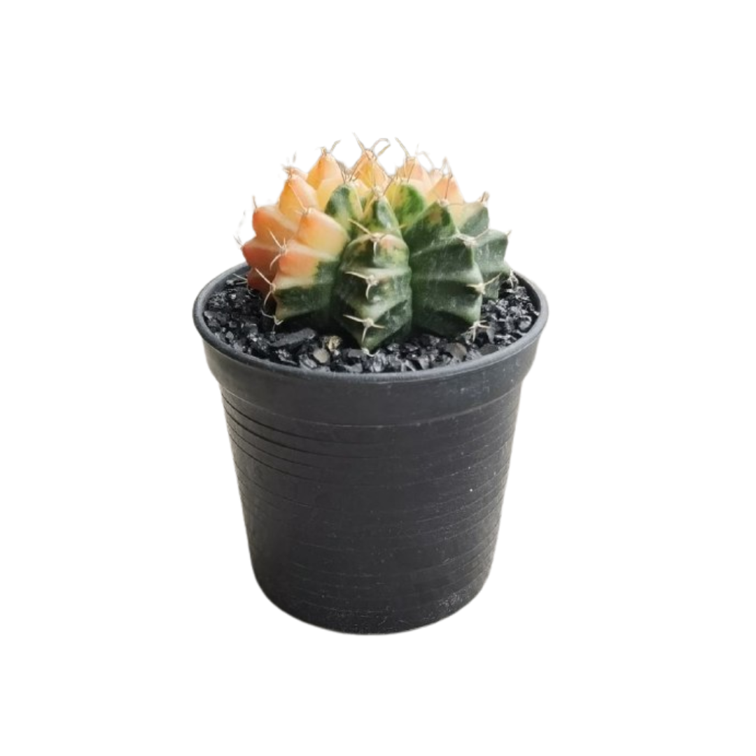 Gymnocalycium # 0148