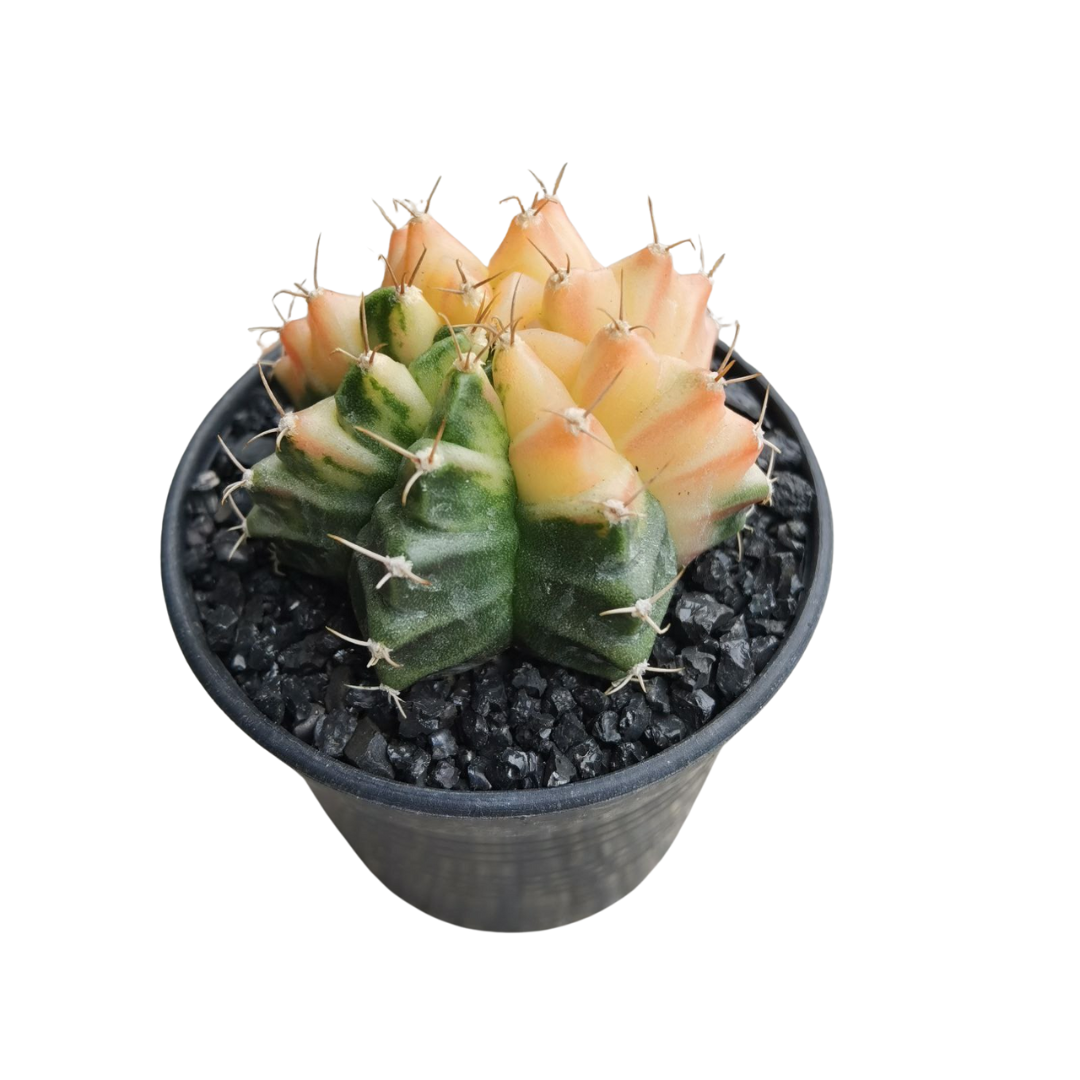 Gymnocalycium # 0148