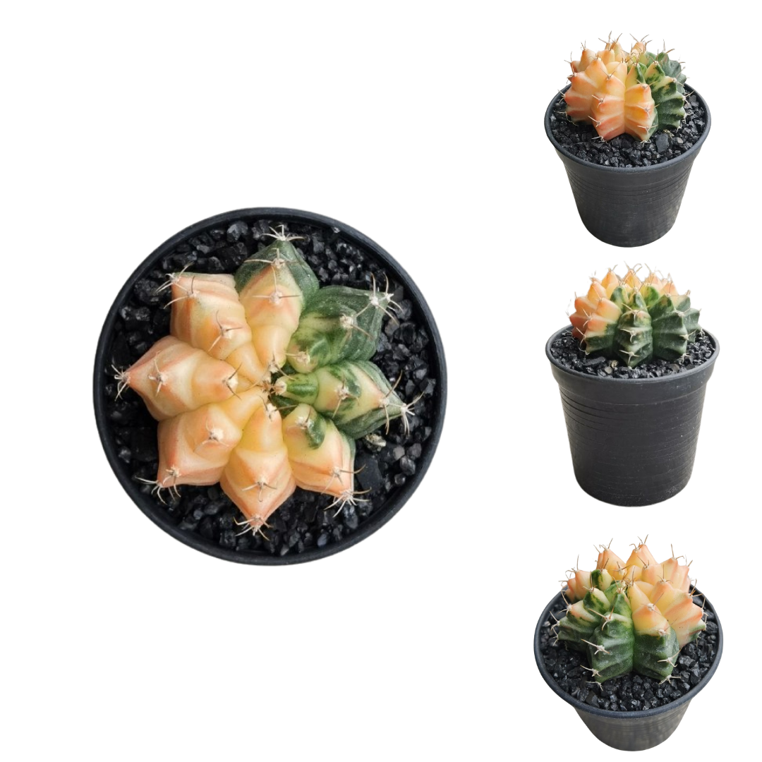 Gymnocalycium # 0148