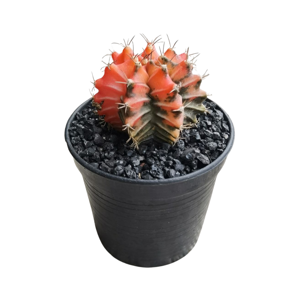 Gymnocalycium # 0149