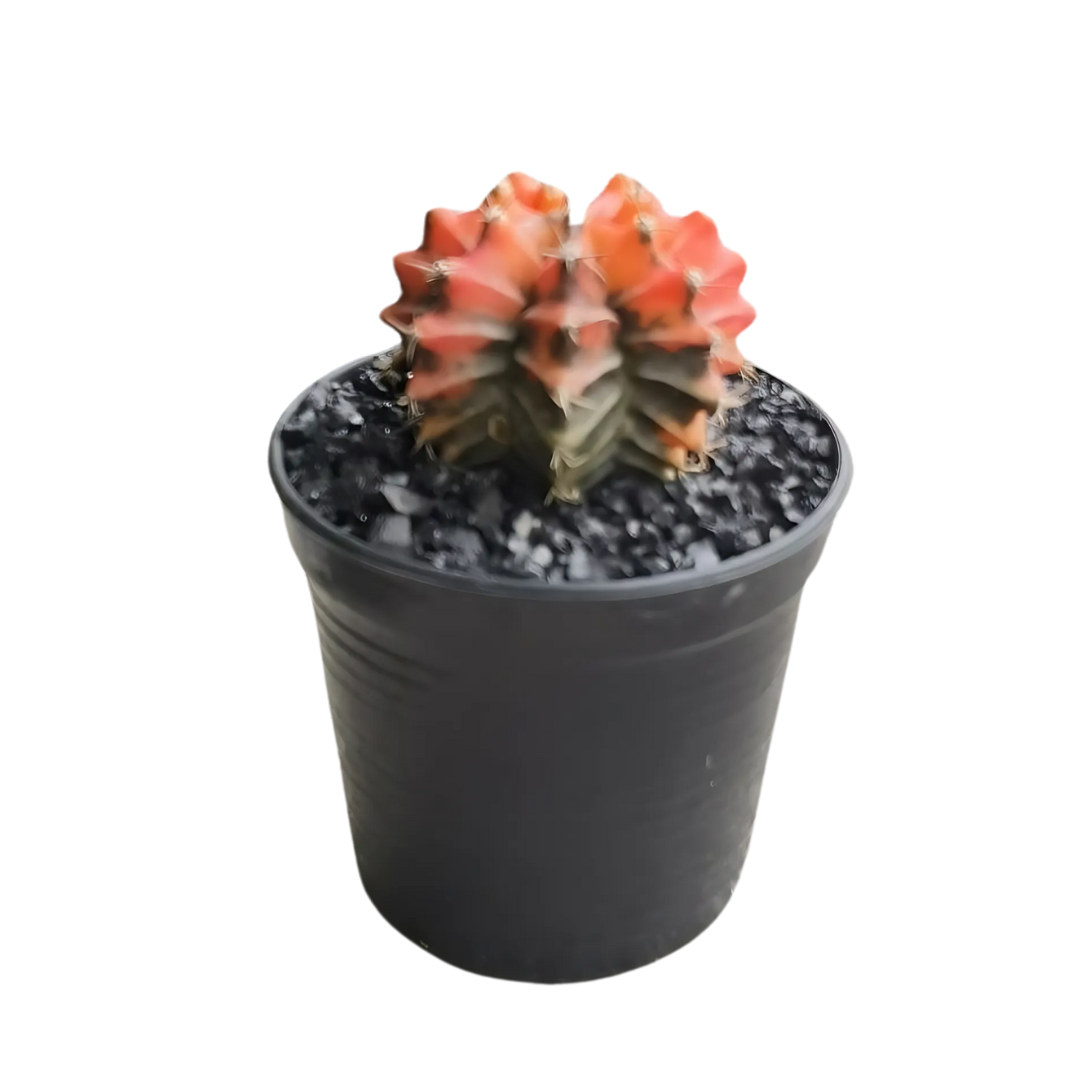 Gymnocalycium # 0149