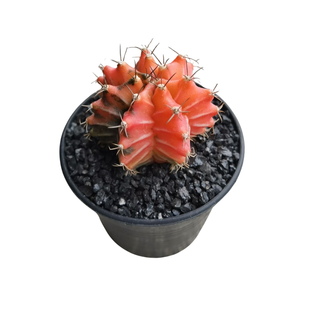Gymnocalycium # 0149
