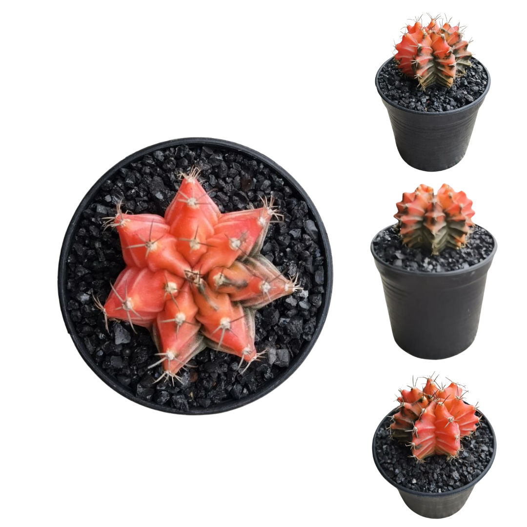 Gymnocalycium # 0149