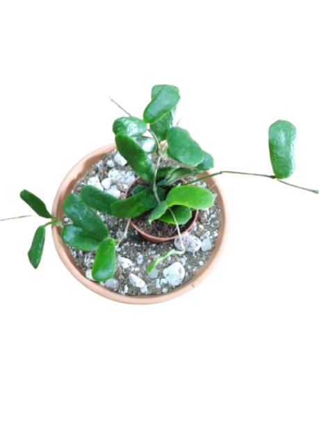 Hoya Rotundiflora 6cm