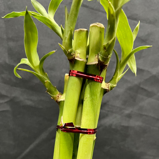 Plant Culture Lucky Bamboo – Prosperity Christmas Gift Plant