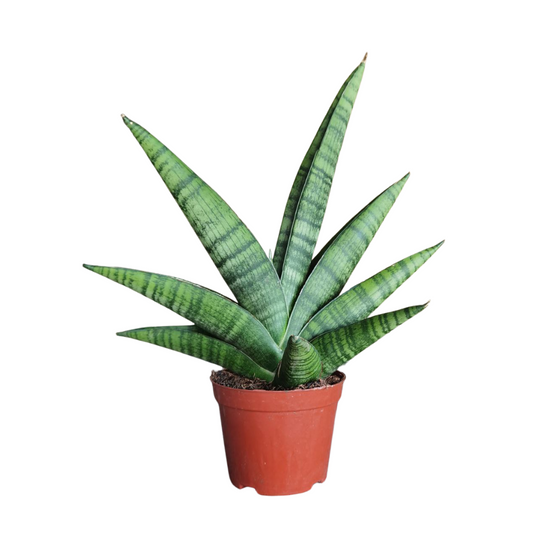 Sansevieria Indonesian Hyb #1