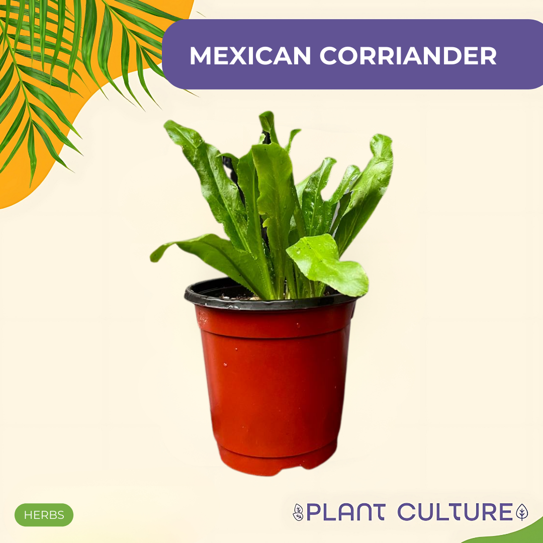 Mexican Coriander Culantro