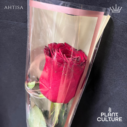 Ahtisa Fresh Red Rose 1pc Imported Flower Bouquet