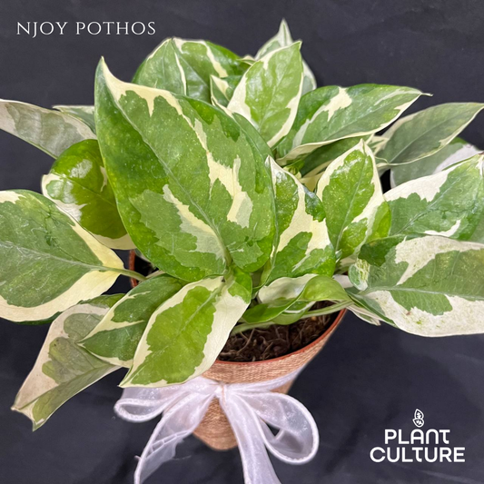Mother’s Day Gift Bundle | NJoy Pothos + Lamps