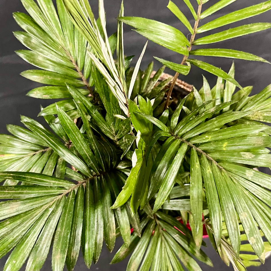 Plant Culture Dwarf Palmera – Tropical Christmas Gift Plant