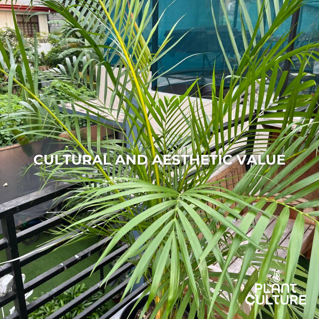 Areca Palm