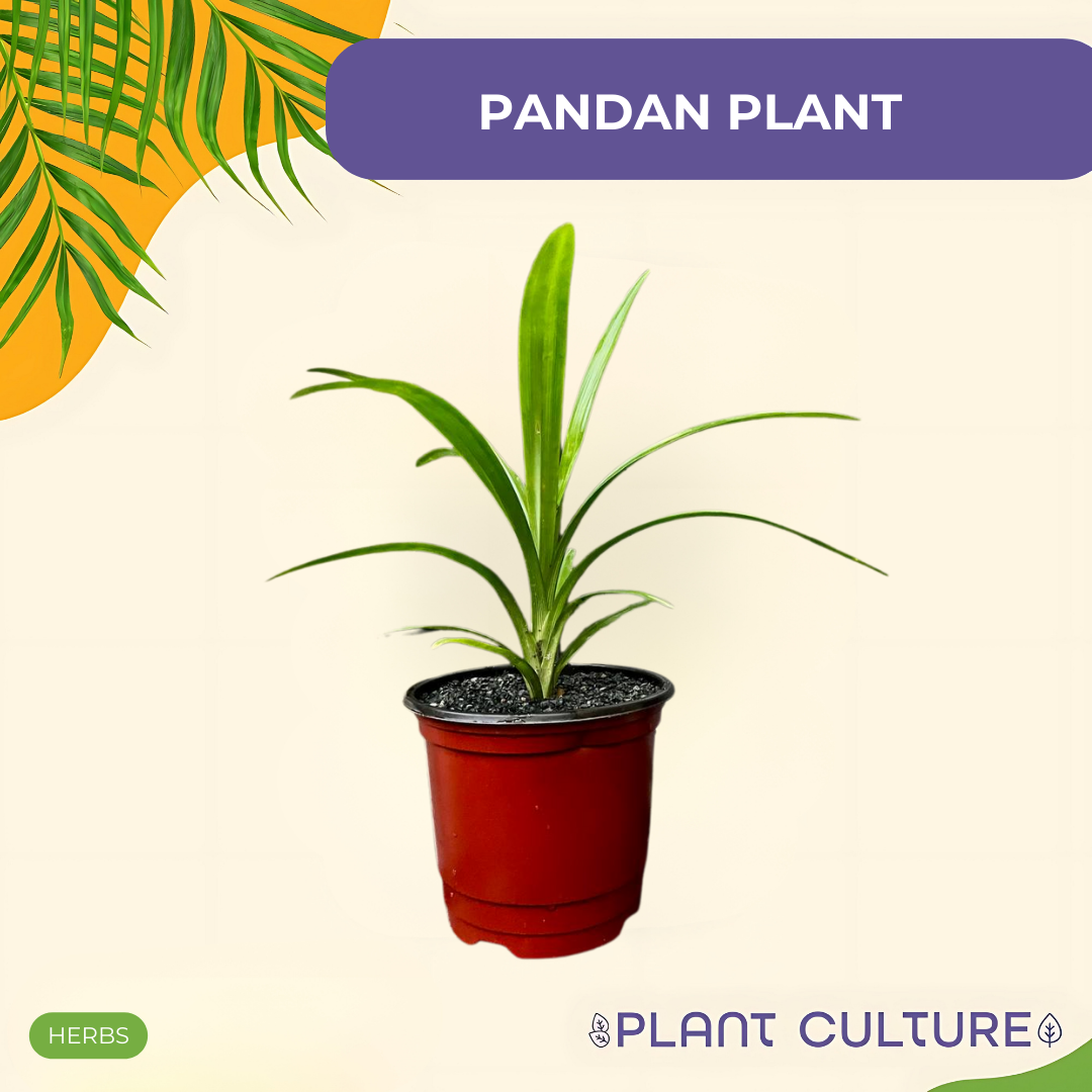 Pandan Plant