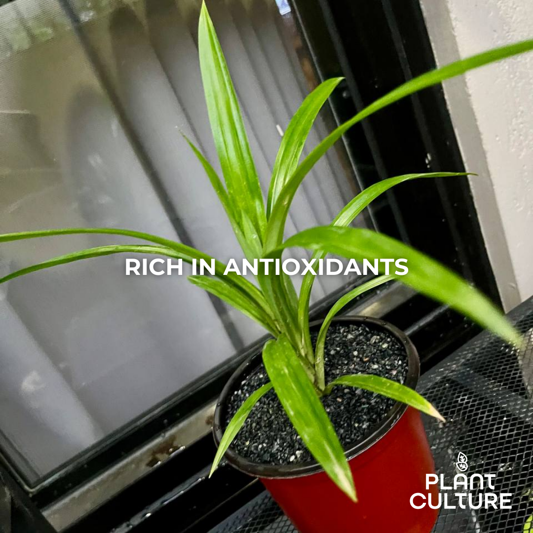 Pandan Plant